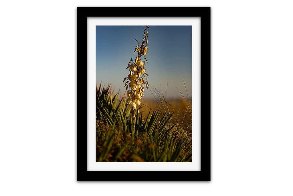 Affiche Yucca en Fleur – Photo Nature Chaleureuse et Élégante