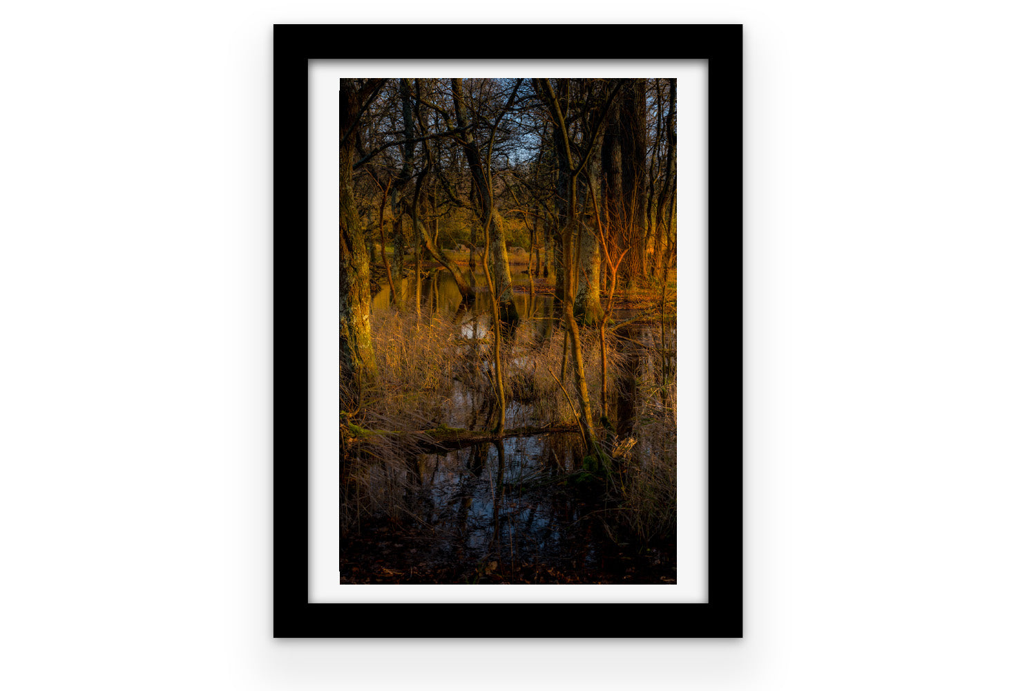 Affiche Sous-bois en Lumière Dorée – Photo Nature Apaisante