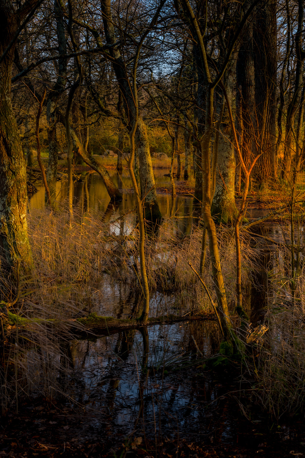 Affiche Sous-bois en Lumière Dorée – Photo Nature Apaisante