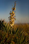 Affiche Yucca en Fleur – Photo Nature Chaleureuse et Élégante